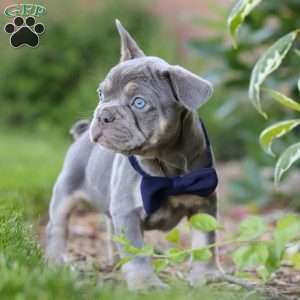 Moore, French Bulldog Puppy